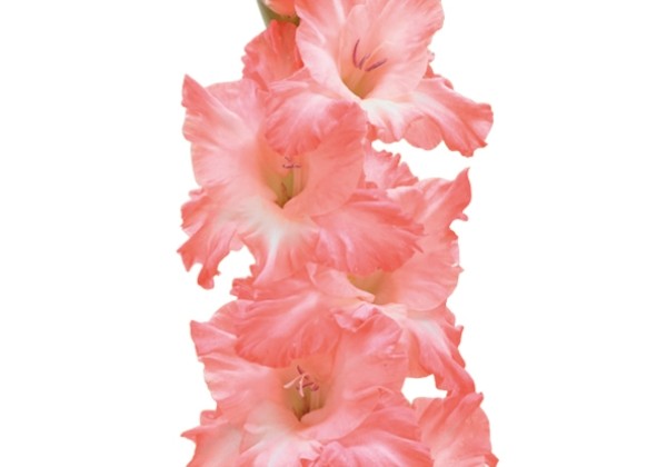 Gladiolus Flevo Fusion