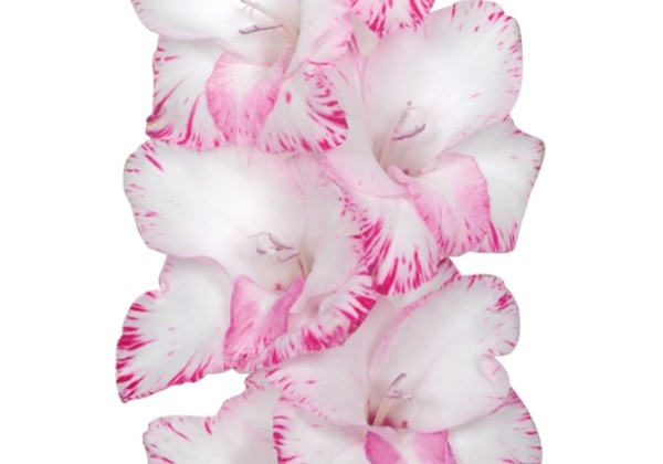 Gladiolus My Love