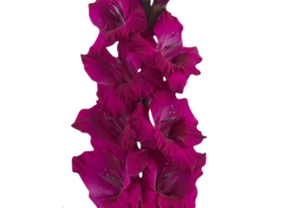 Gladiolus Natan