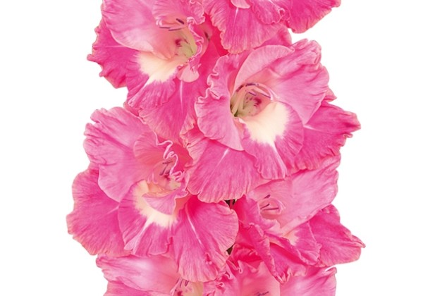 Gladiolus Pink Parrot