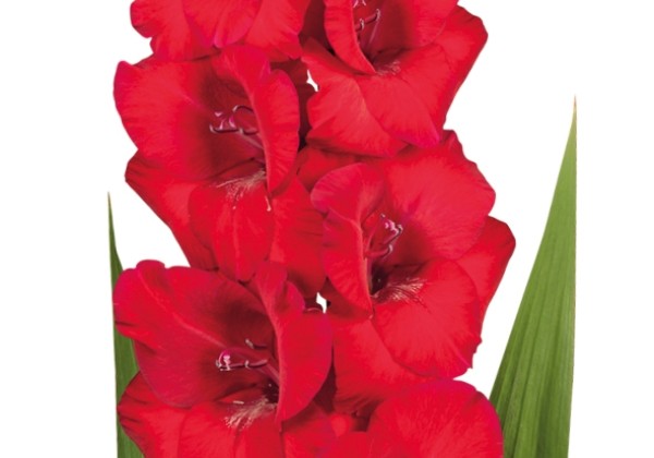 Gladiolus Roma