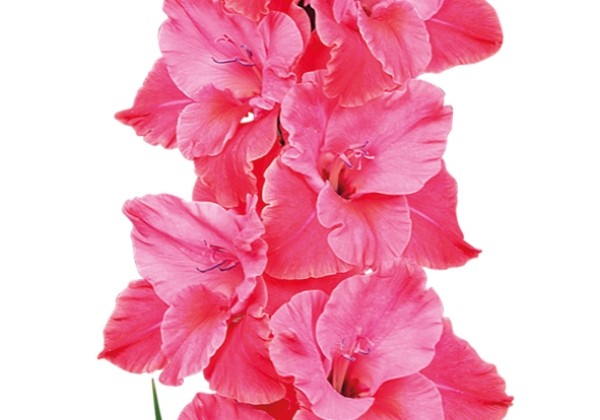 Gladiolus Titanic