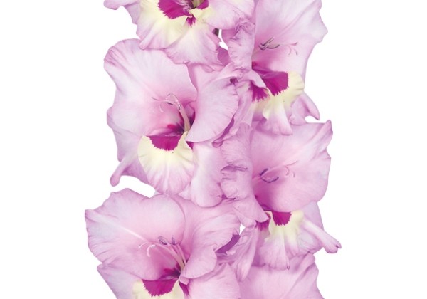 Gladiolus Zamora