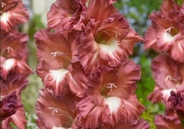 Gladiolus Cappuccino