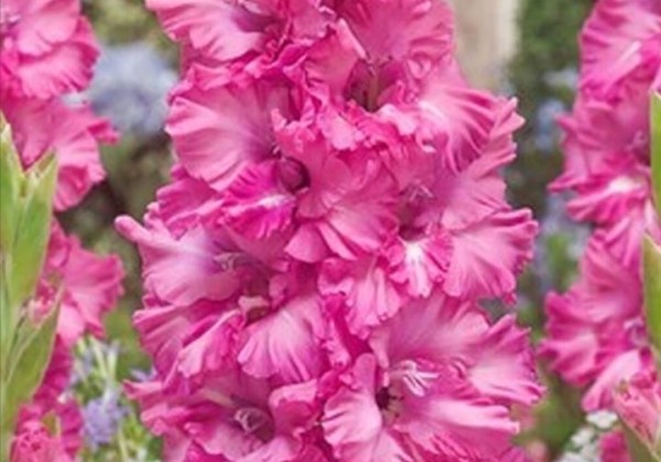 Gladiolus Sweet Love