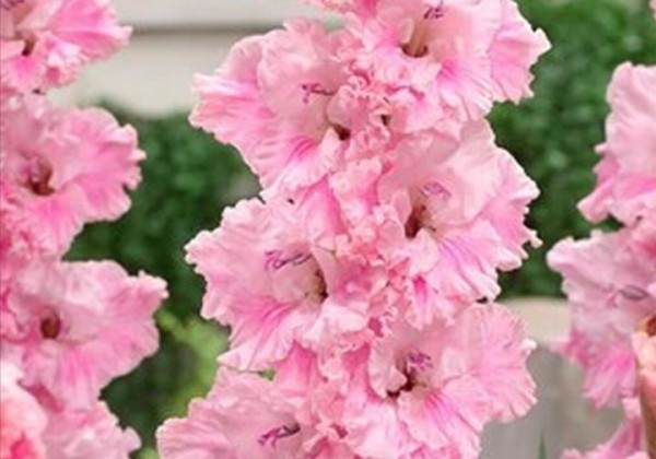 Gladiolus Soft Innocence