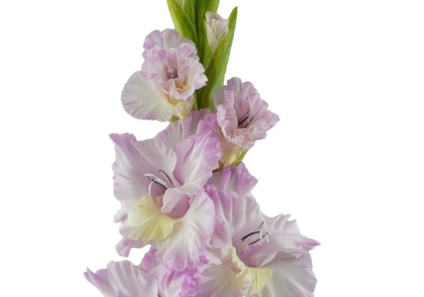 Gladiolus Magenta Princess