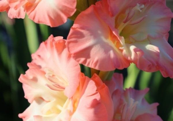 Gladiolus Monte Gordo