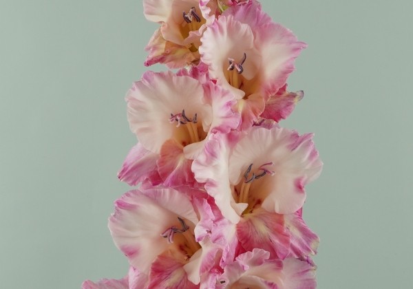 Gladiolus Cherry Candy