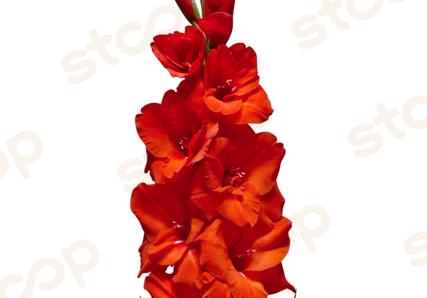 Gladiolus Advance