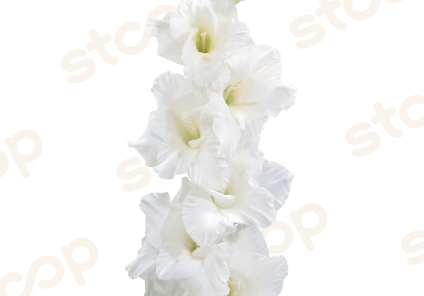 Gladiolus Amsterdam