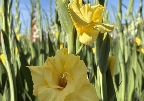 Gladiolus Bra Val