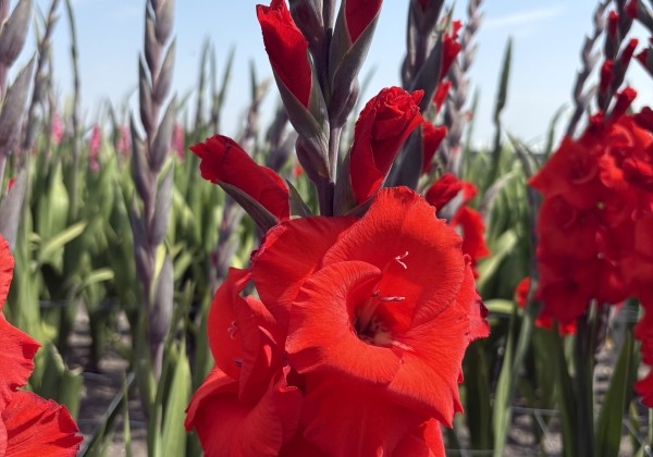 Gladiolus Bunga