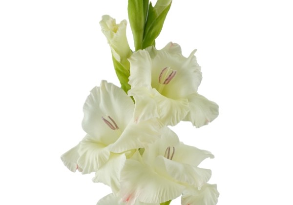 Gladiolus Careless
