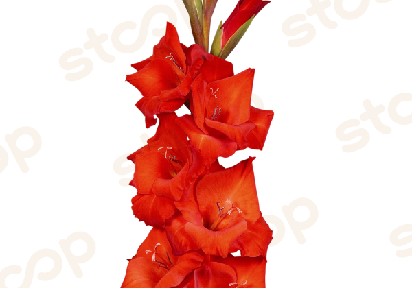 Gladiolus Cartago