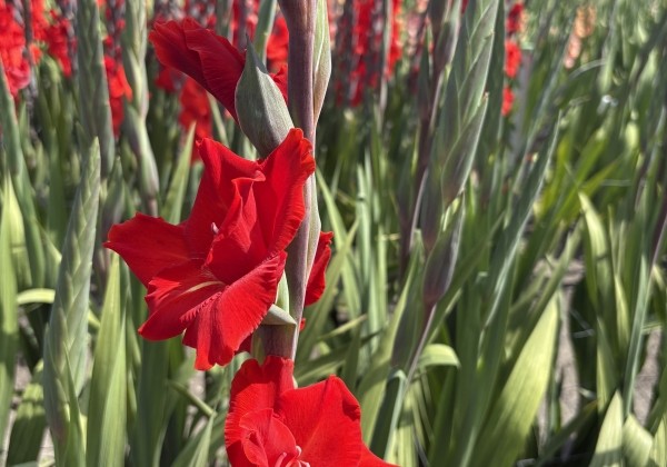 Gladiolus Chinon