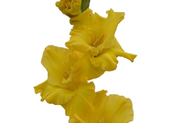 Gladiolus Flevo Flux