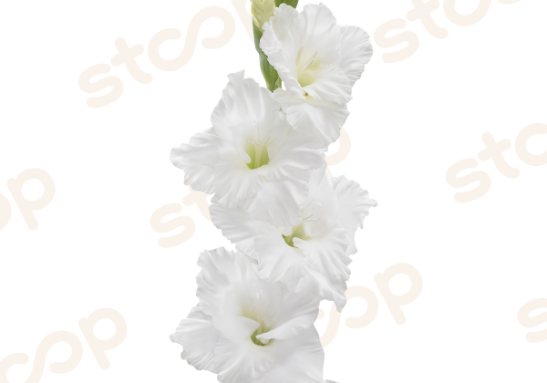 Gladiolus Flevo Ice