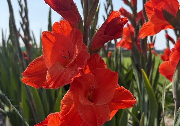 Gladiolus Live Oak