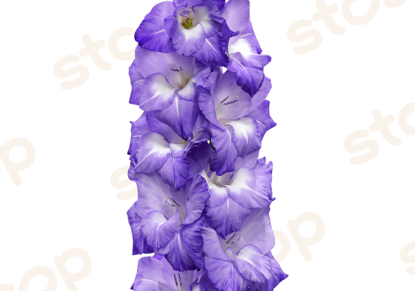 Gladiolus Nori