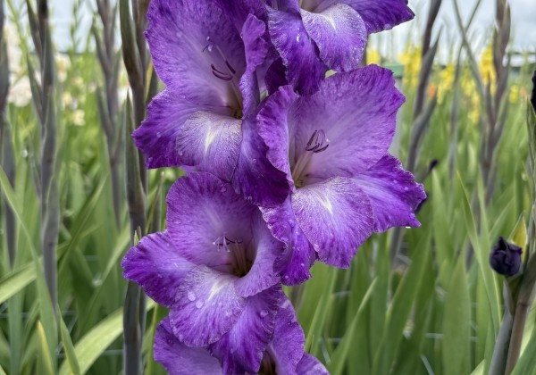 Gladiolus Performer