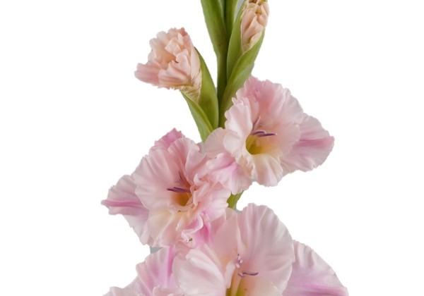 Gladiolus Pink Lightning