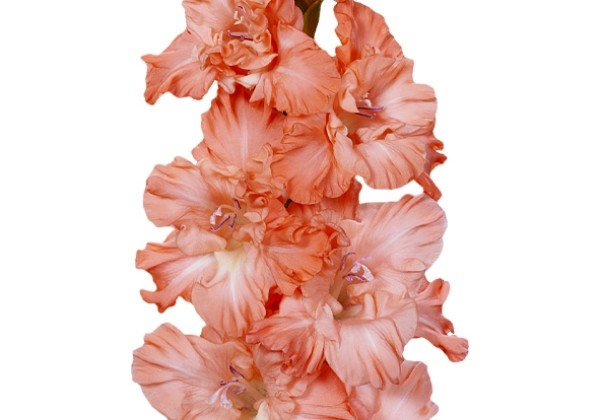 Gladiolus Teds Frizzle