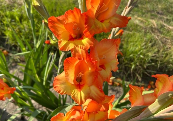Gladiolus Flevo Freedom