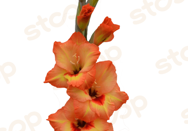Gladiolus Flevo Freedom