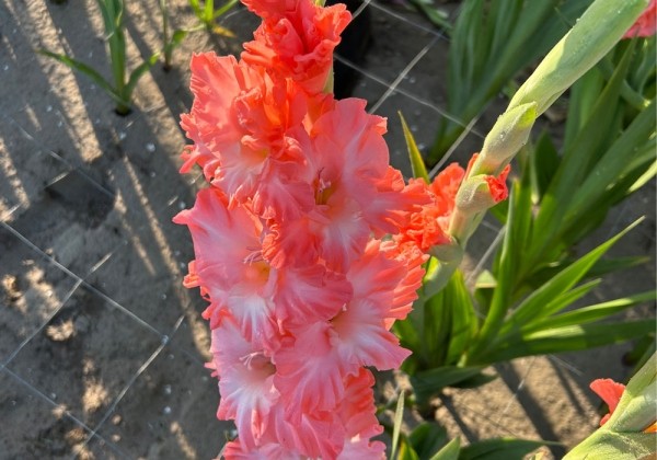 Gladiolus Rusty Chestnut