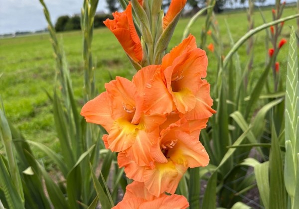 Gladiolus Olympic Flame