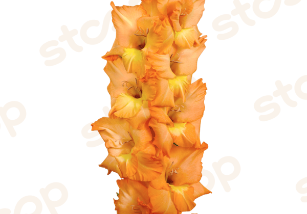 Gladiolus Olympic Flame