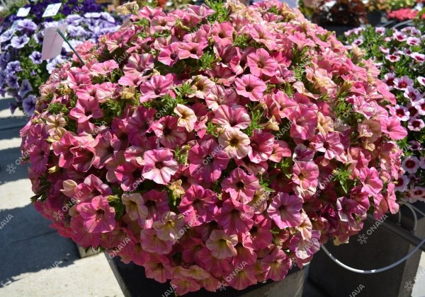 Petunia atkinsiana Tea Flamingo