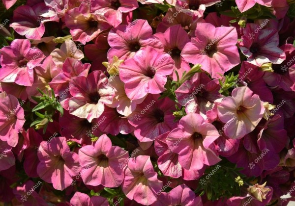 Petunia atkinsiana Tea Flamingo