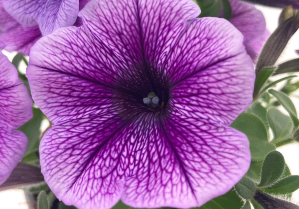Petunia atkinsiana Tea Blue Vein Impr.
