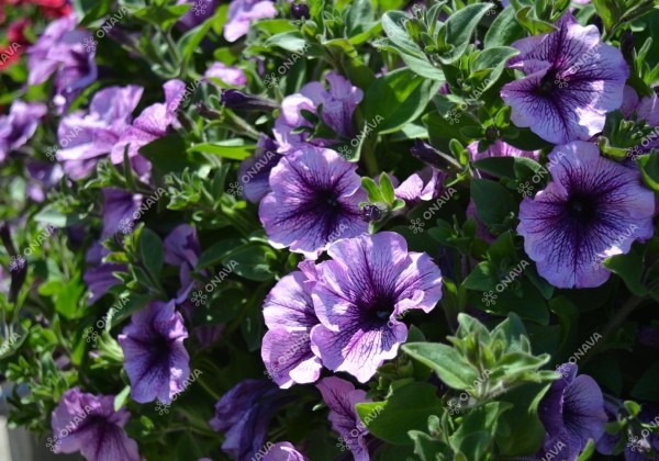 Petunia atkinsiana Tea Purple Vein