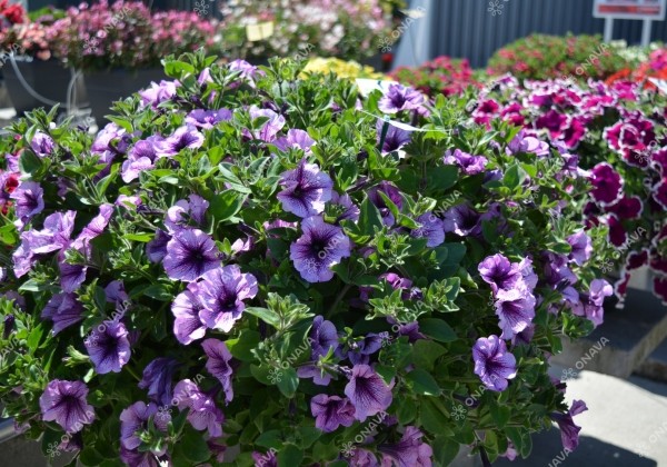 Petunia atkinsiana Tea Purple Vein