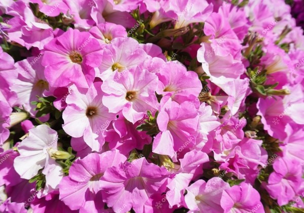 Petunia atkinsiana Tea Pink