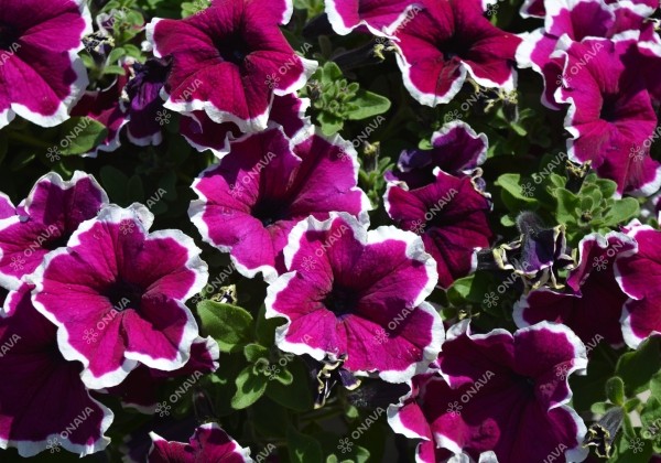 Petunia atkinsiana Tea Purple White Edge
