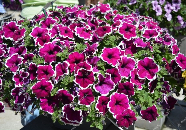 Petunia atkinsiana Tea Purple White Edge