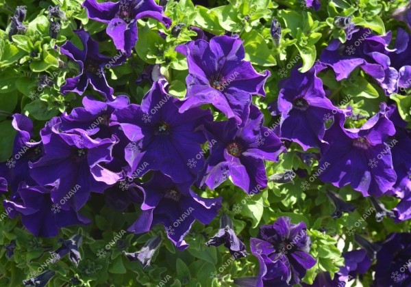 Petunia atkinsiana Tea Blue