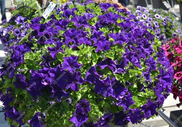Petunia atkinsiana Tea Blue