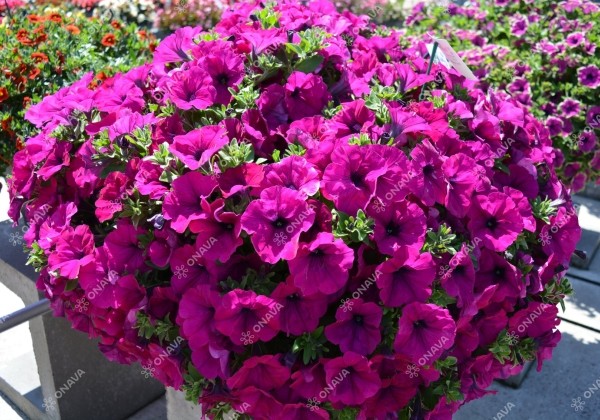 Petunia atkinsiana Tea Purple