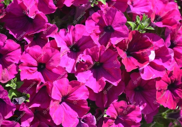 Petunia atkinsiana Tea Purple