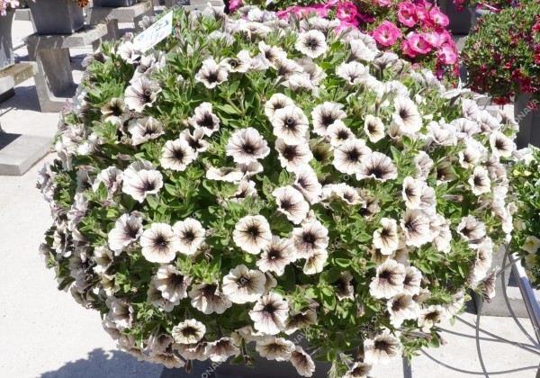 Petunia atkinsiana Tea Tiramisu