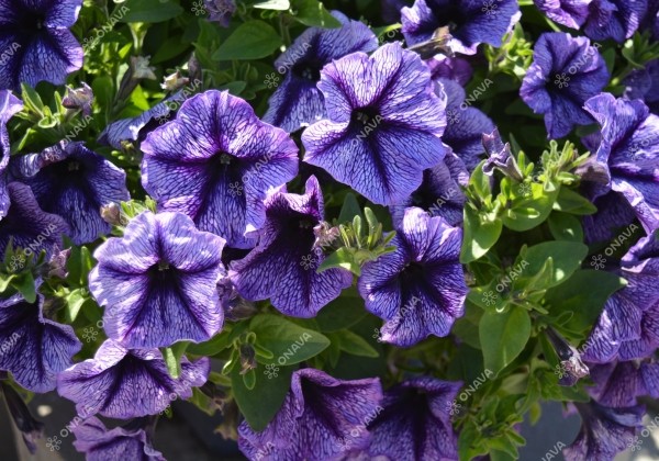 Petunia atkinsiana Tea Indigo Vein