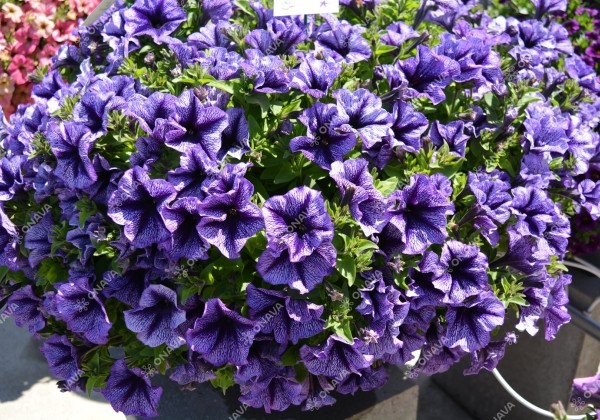 Petunia atkinsiana Tea Indigo Vein