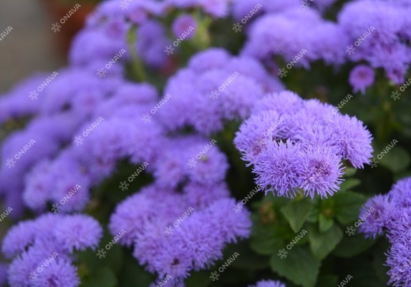 Ageratum houstonianum Aloha Blue