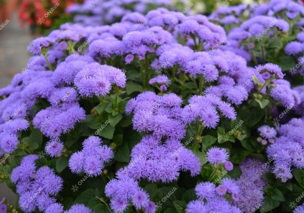 Ageratum houstonianum Aloha Blue