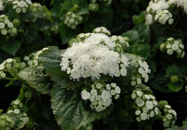 Ageratum houstonianum Aloha White